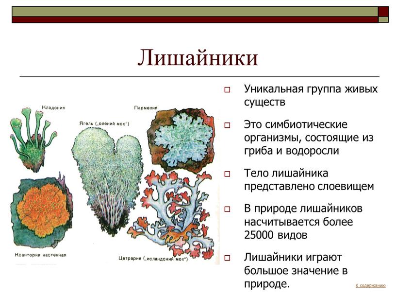 Лишайники Уникальная группа живых существ