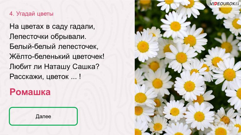 Ромашка 4. Угадай цветы Далее На цветах в саду гадали,