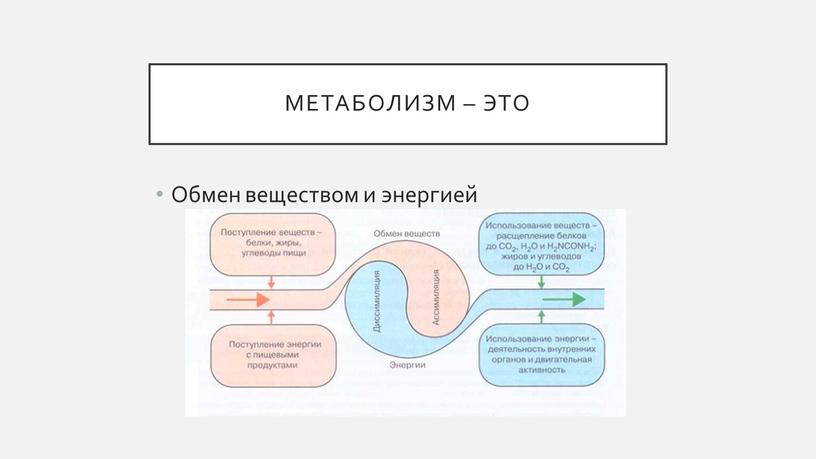 Метаболизм – это Обмен веществом и энергией