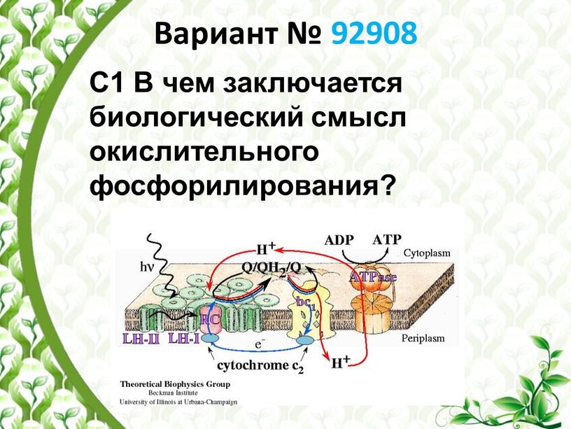 Вариант № 92908 С1 В чем заключается биологический смысл окислительного фосфорилирования?