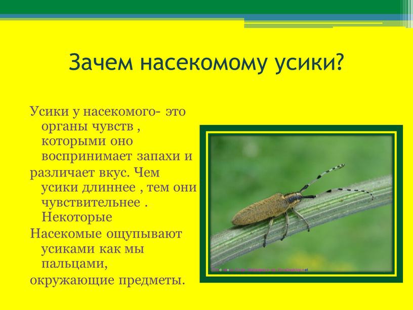 Зачем насекомому усики? Усики у насекомого- это органы чувств , которыми оно воспринимает запахи и различает вкус