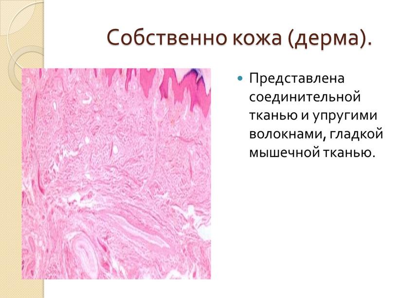Собственно кожа (дерма). Представлена соединительной тканью и упругими волокнами, гладкой мышечной тканью