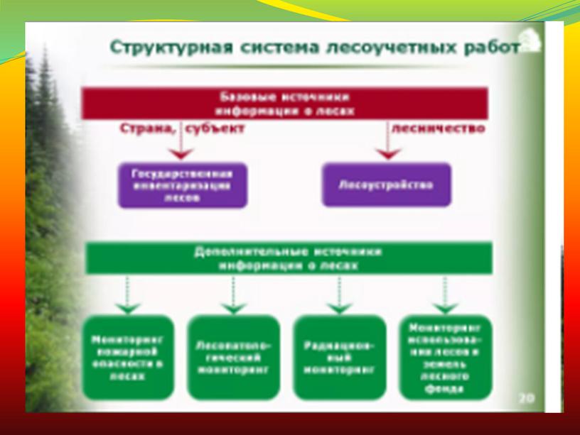 Организация государственного управления лесным хозяйством РФ.