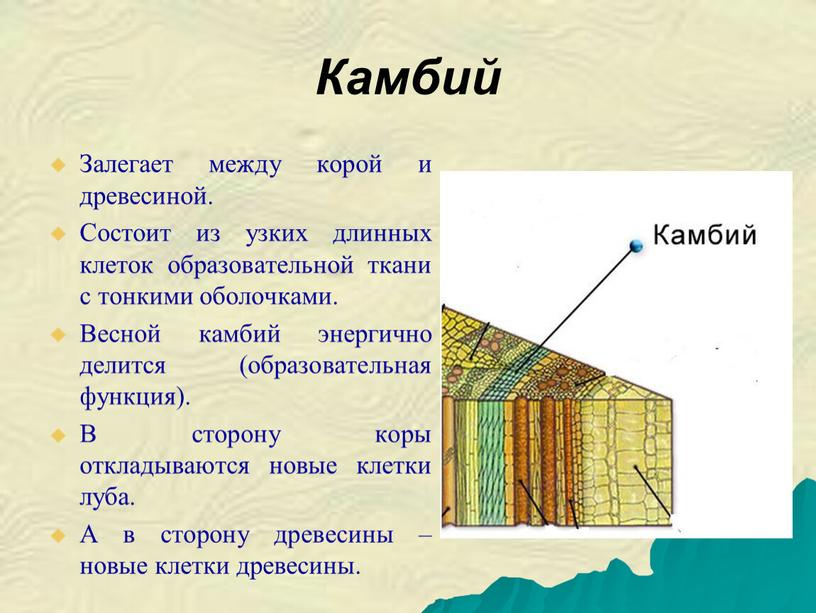 Камбий Залегает между корой и древесиной