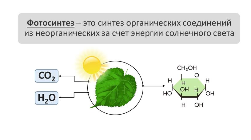 Фотосинтез – это синтез органических соединений из неорганических за счет энергии солнечного света