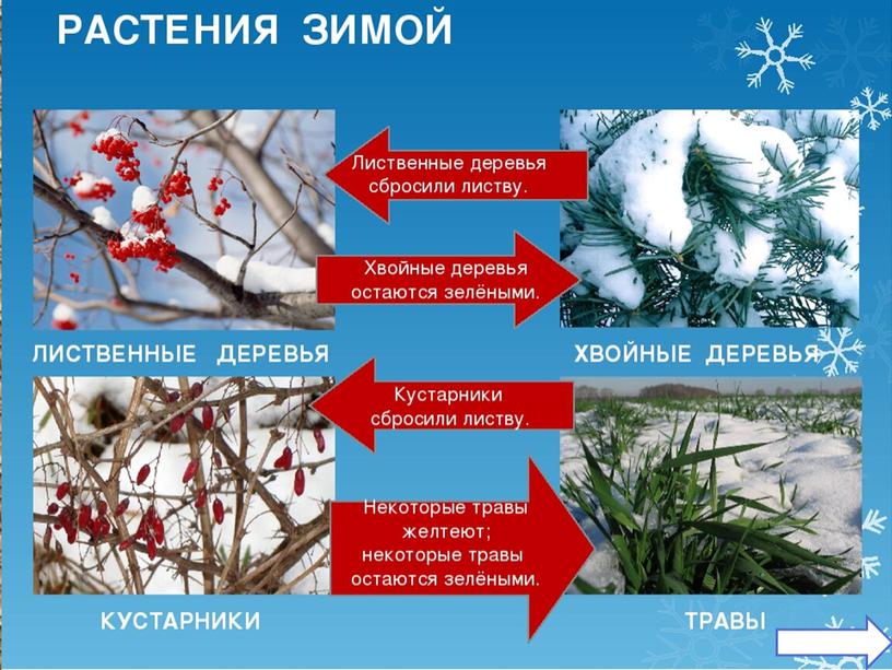 Презентация к открытому уроку "Путешествие в зимний лес"