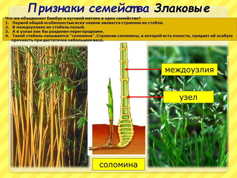 Признаки семейства Злаковые соломина