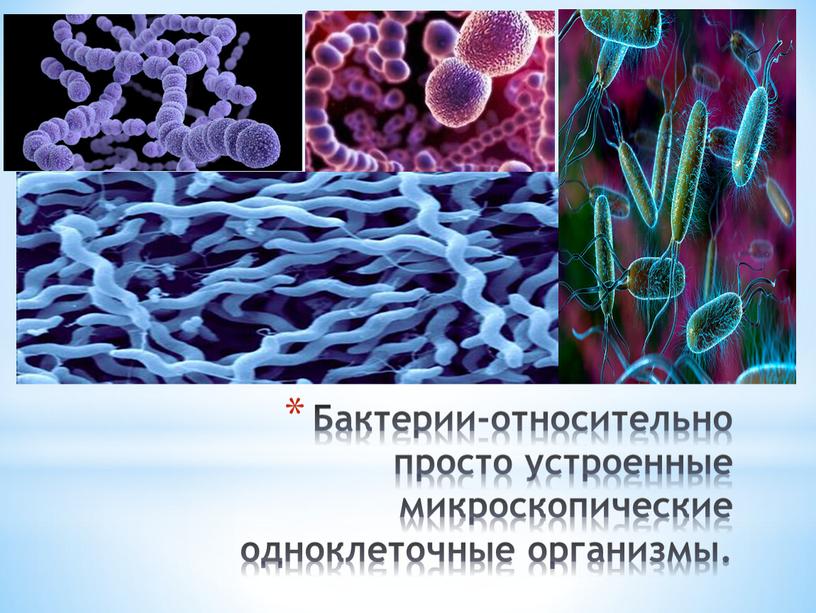 Бактерии-относительно просто устроенные микроскопические одноклеточные организмы