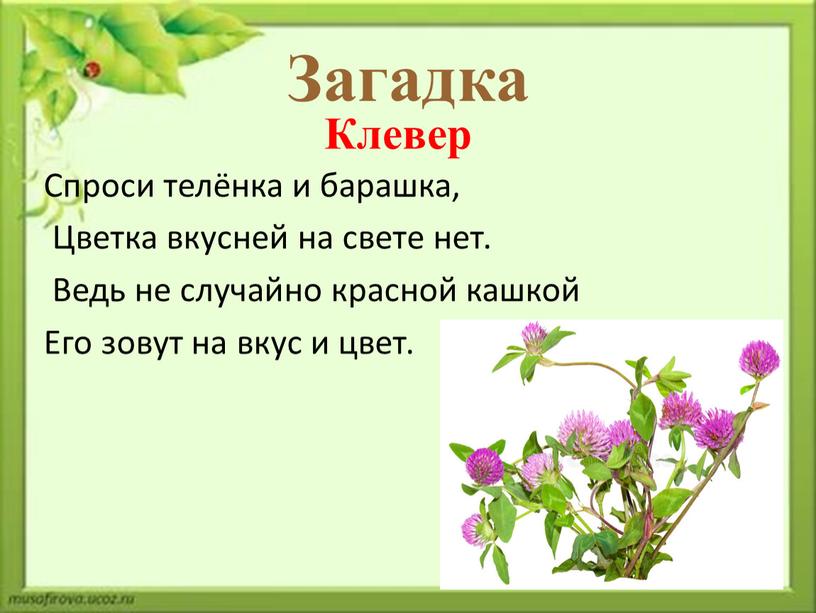 Загадка Спроси телёнка и барашка,