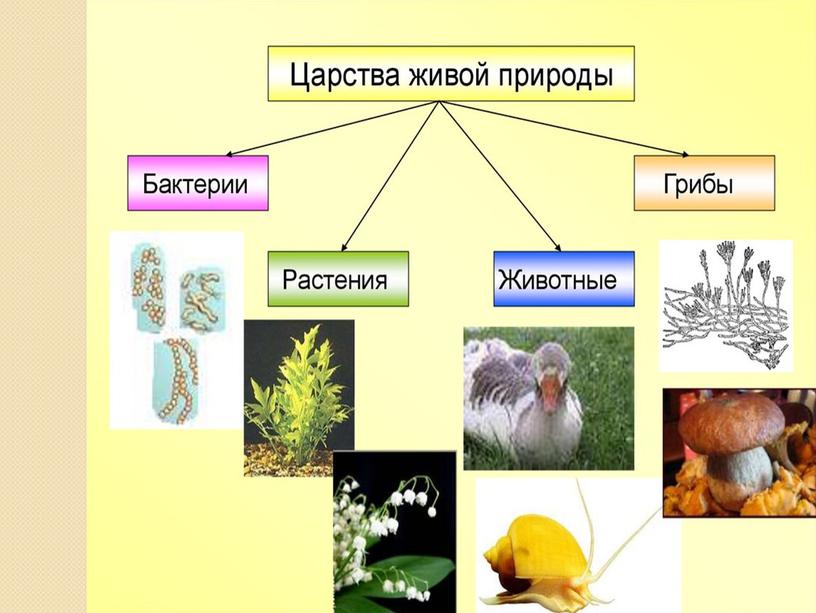 Презентация к уроку окружающего мира 3 класс по теме "Человек - часть природы"