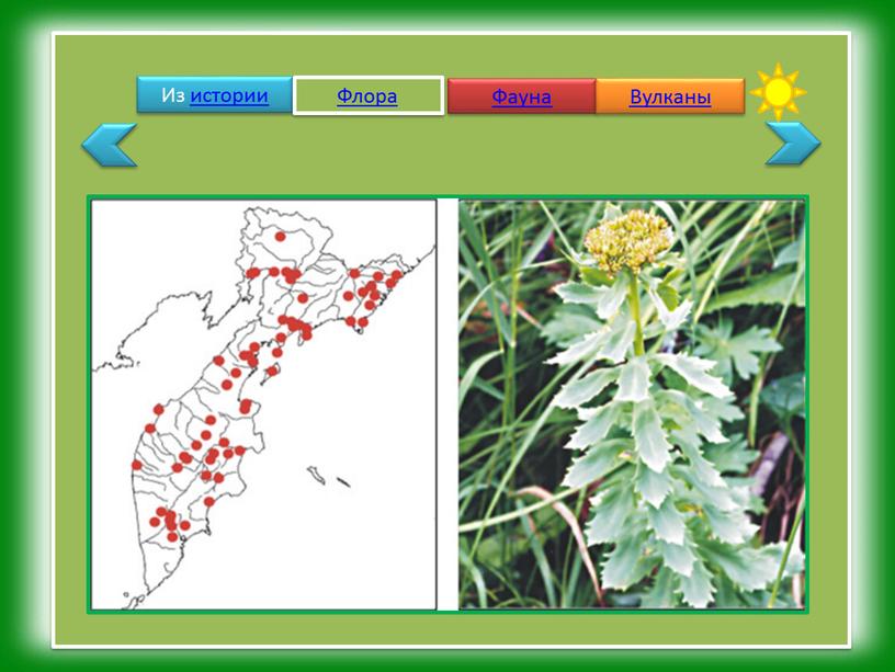 Из истории Флора Фауна Вулканы