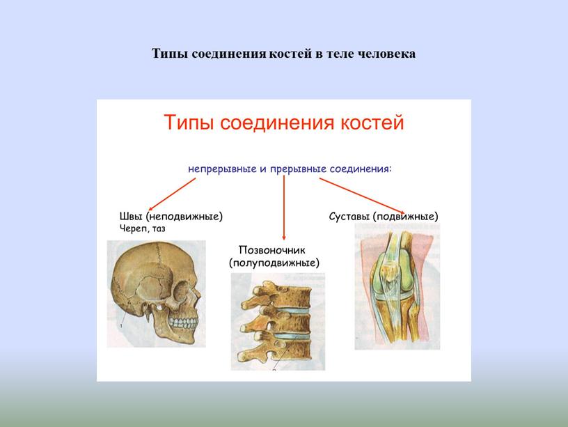 Типы соединения костей в теле человека