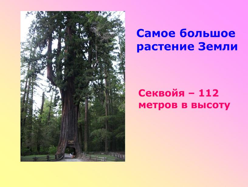 Самое большое растение Земли Секвойя – 112 метров в высоту