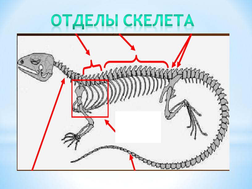 Отделы скелета