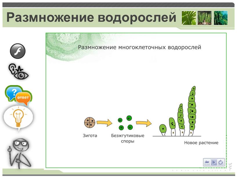 Размножение водорослей