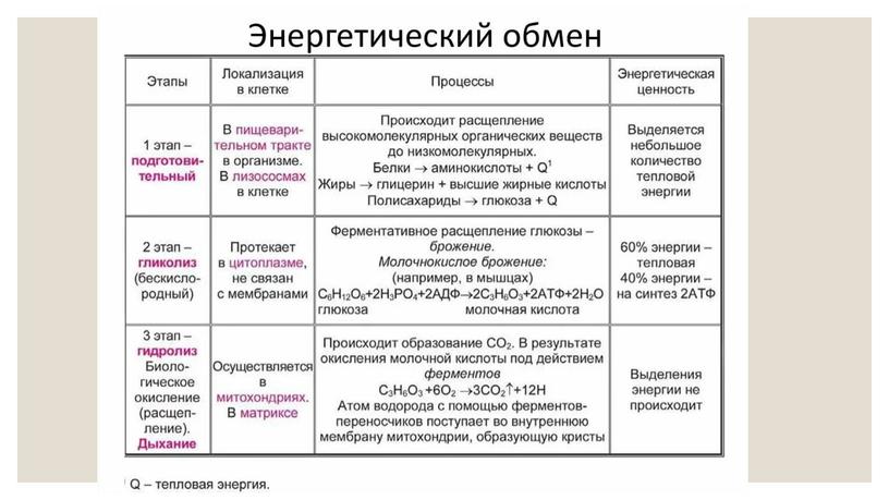 Презентация Метаболизм. Фотосинтез. Теория ЕГЭ