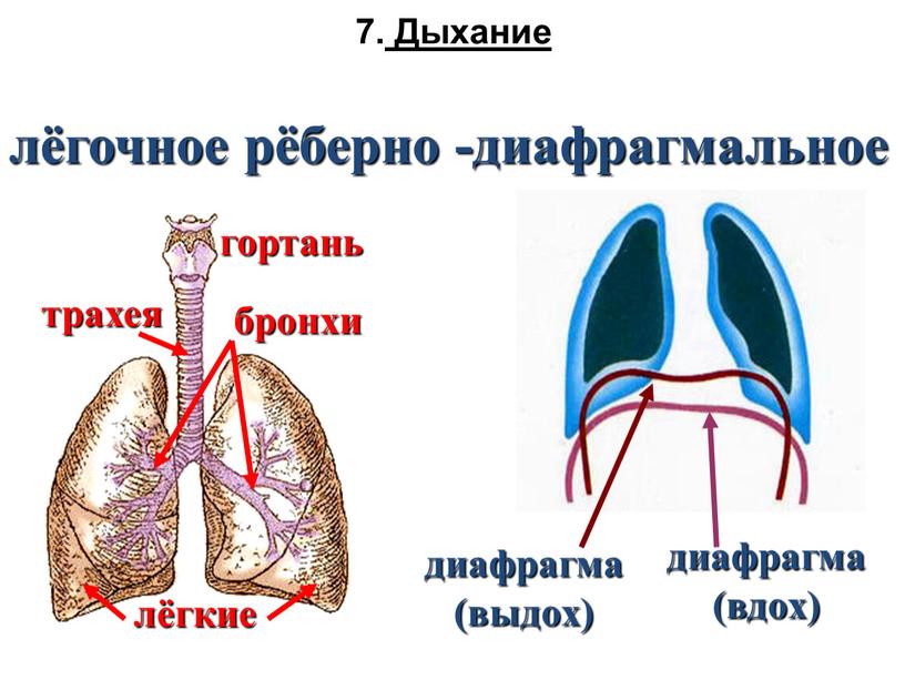 Дыхание лёгочное рёберно -диафрагмальное гортань трахея бронхи лёгкие диафрагма (выдох) диафрагма (вдох)