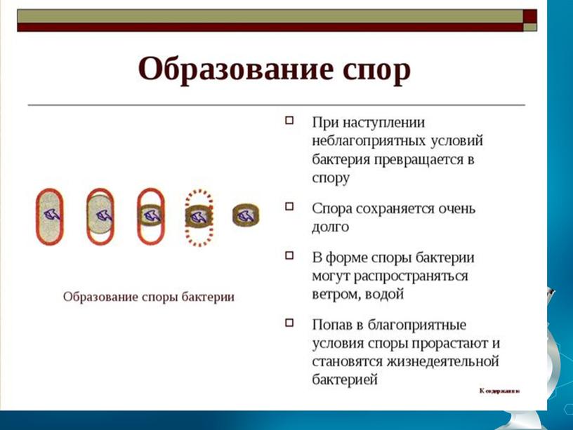 Презентация по биологии в 7 классе по теме "Бактерии"