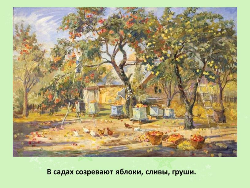 В садах созревают яблоки, сливы, груши