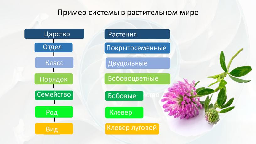 Пример системы в растительном мире