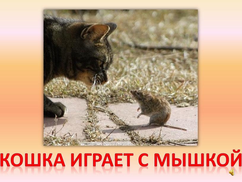 Кошка играет с мышкой