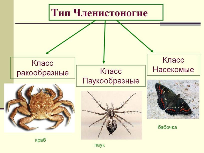 Многообразие насекомых 7 класс презентация