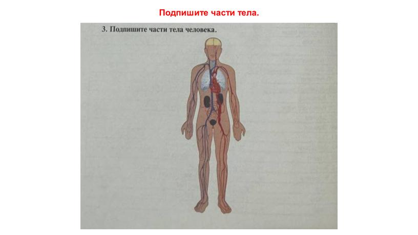 Подпишите части тела.