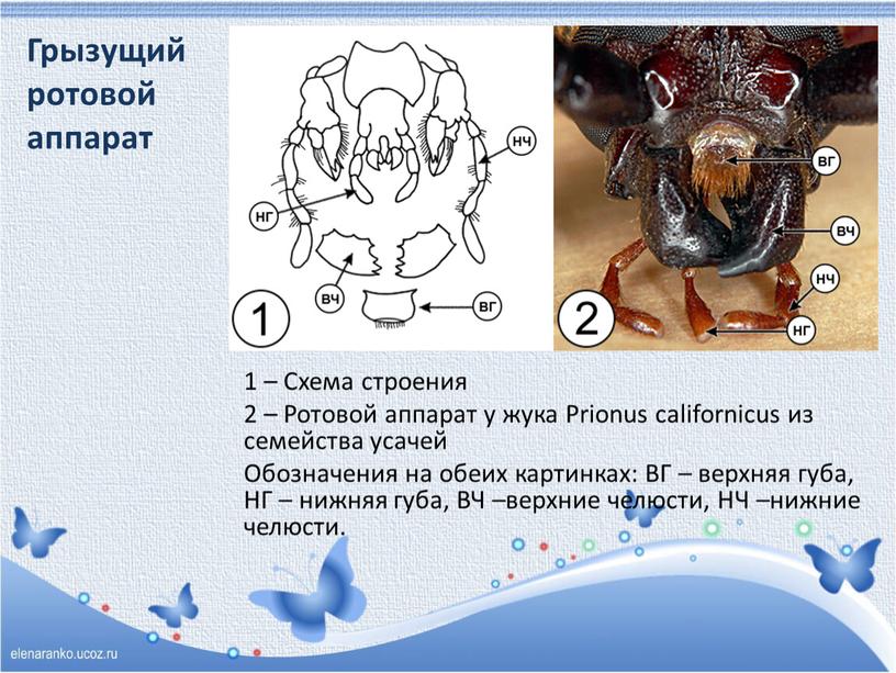 Грызущий ротовой аппарат 1 –