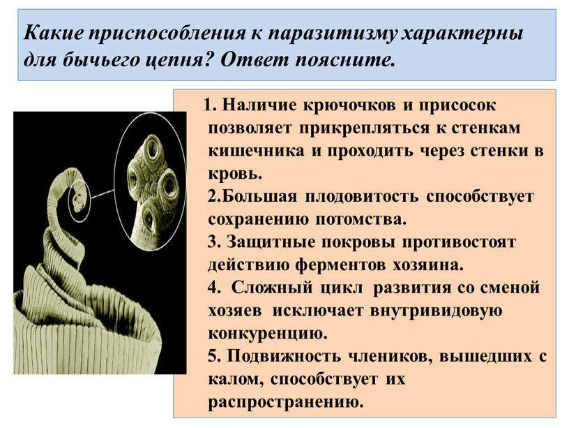 Какие приспособления к паразитизму характерны для бычьего цепня?