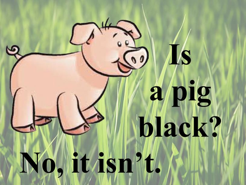 Is a pig black? No, it isn’t