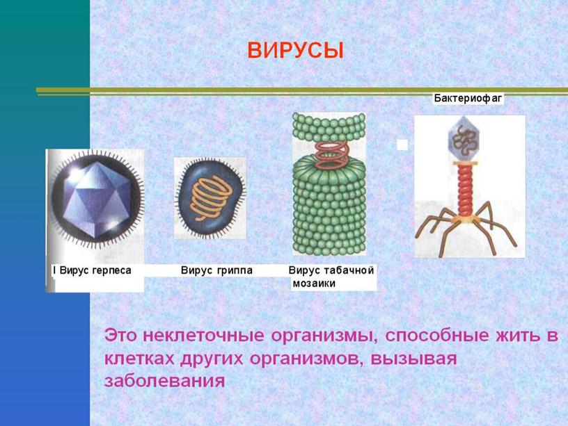 Вирусы презентация егэ