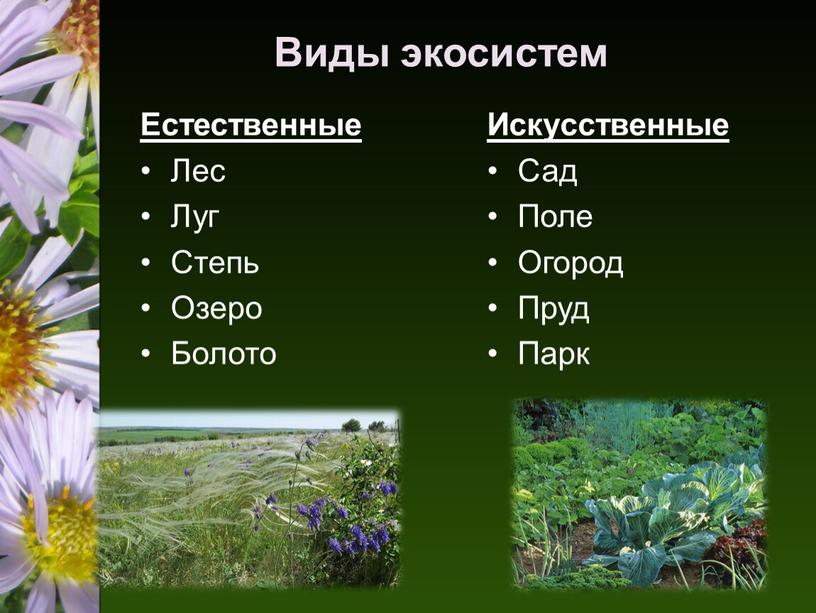 Виды экосистем Естественные Лес