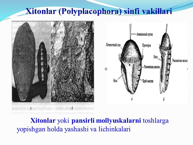 Xitonlar (Polyplacophora) sinfi vakillari