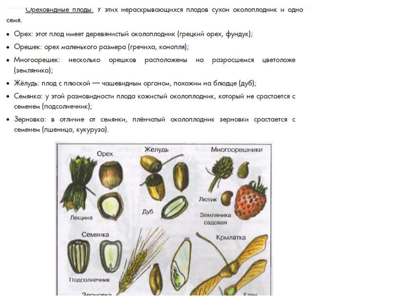 Плоды  растений, 6класс, биология