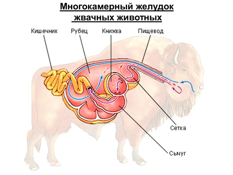 Многокамерный желудок жвачных животных