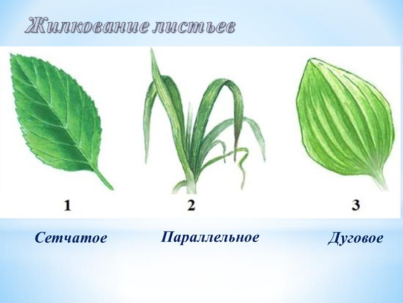 Жилкование листьев Сетчатое Параллельное