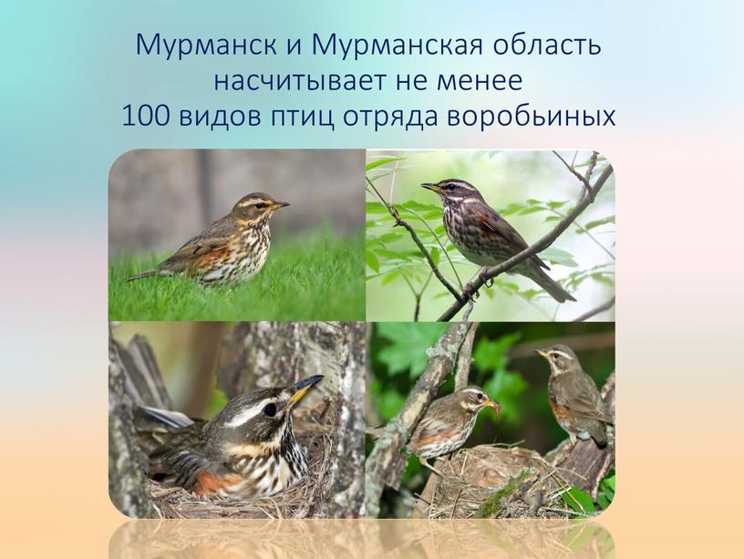 Мурманск и Мурманская область насчитывает не менее 100 видов птиц отряда воробьиных