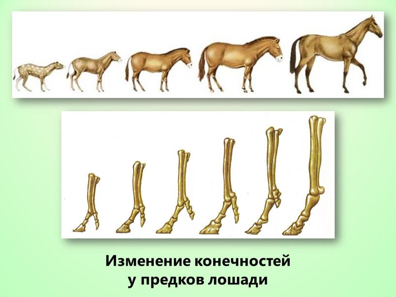 Изменение конечностей у предков лошади