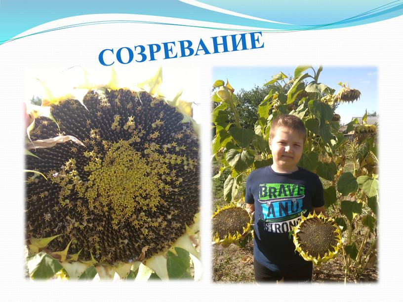 СОЗРЕВАНИЕ