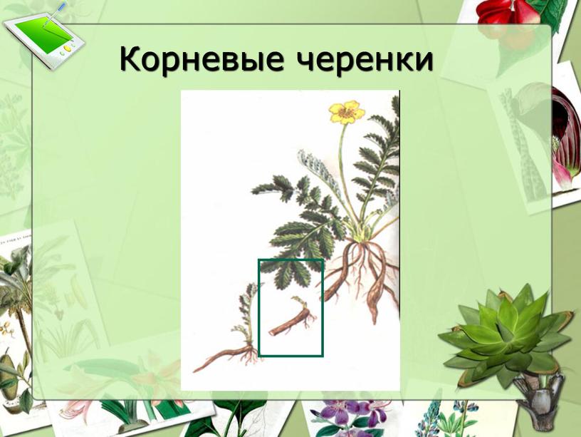 Корневые черенки