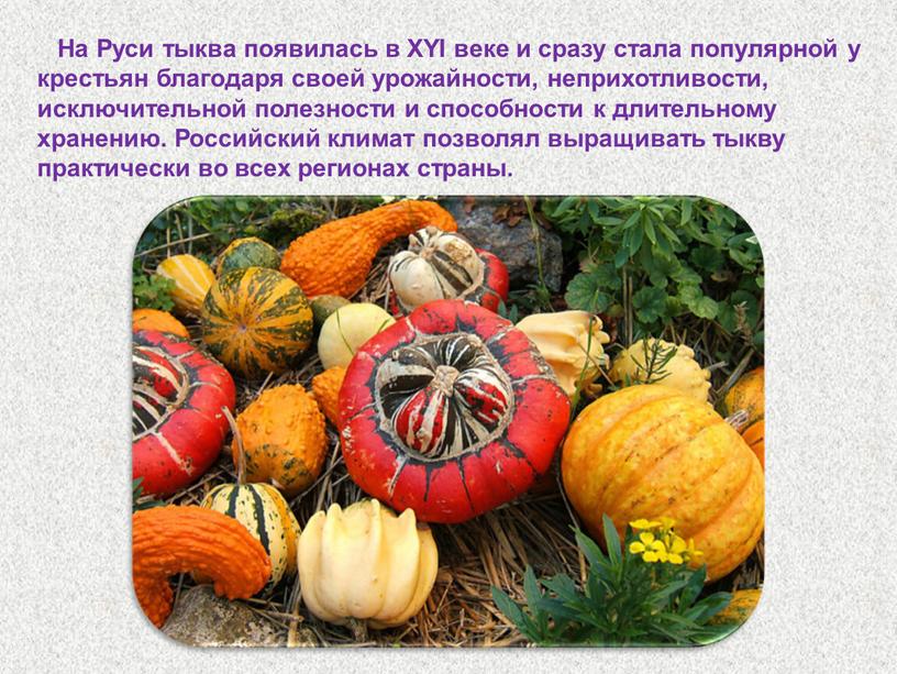 На Руси тыква появилась в XYI веке и сразу стала популярной у крестьян благодаря своей урожайности, неприхотливости, исключительной полезности и способности к длительному хранению