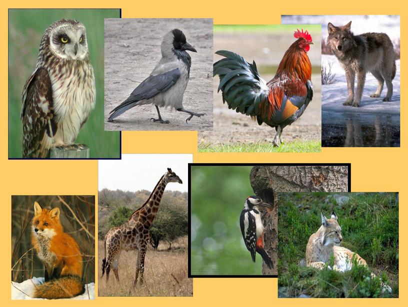 Презентация по окружающему миру "разнообразие животных (1. 2 класс)