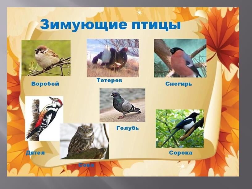 Презентация на тему: "Зимующие птицы".