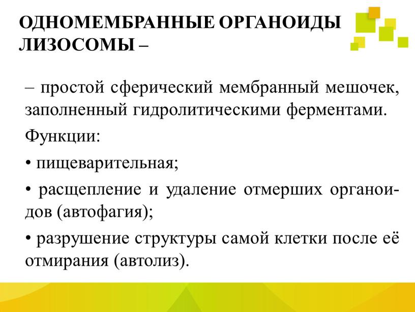 ОДНОМЕМБРАННЫЕ ОРГАНОИДЫ ЛИЗОСОМЫ – – простой сферический мембранный мешочек, заполненный гидролитическими ферментами