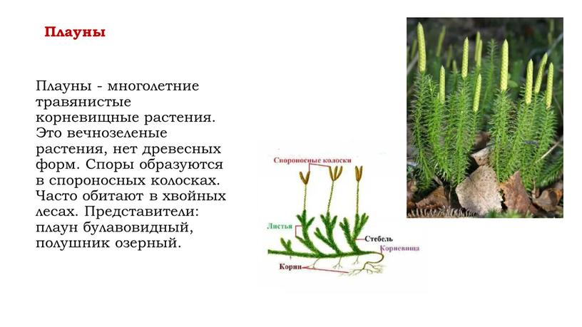 Плауны Плауны - многолетние травянистые корневищные растения