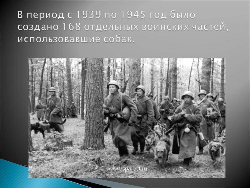 В период с 1939 по 1945 год было создано 168 отдельных воинских частей, использовавшие собак