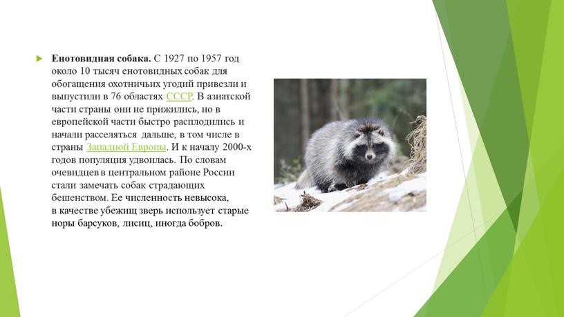 Енотовидная собака. С 1927 по 1957 год около 10 тысяч енотовидных собак для обогащения охотничьих угодий привезли и выпустили в 76 областях