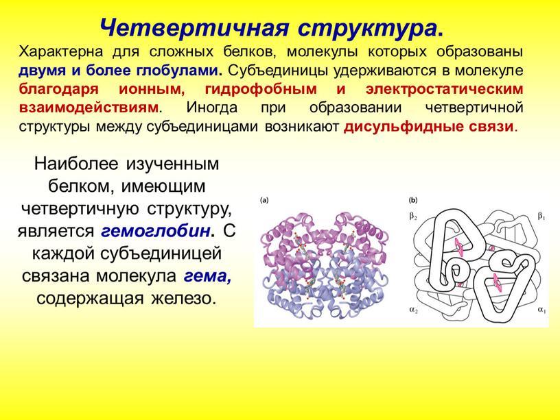 Четвертичная структура . Характерна для сложных белков, молекулы которых образованы двумя и более глобулами