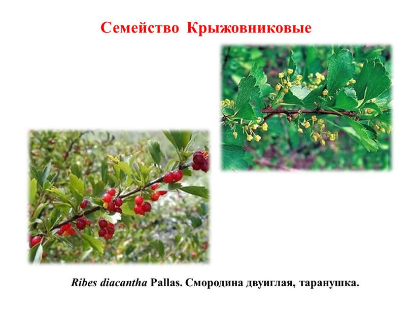 Ribes diacantha Pallas. Смородина двуиглая, таранушка