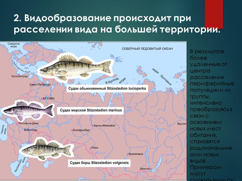 Видообразование происходит при расселении вида на большей территории